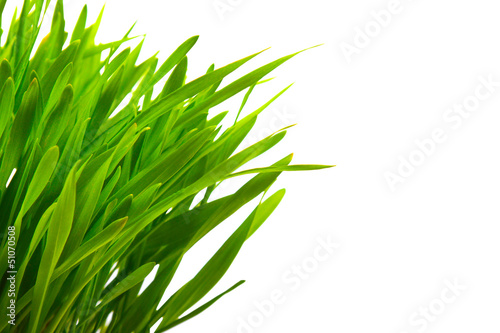 close up of green grass isolated on white with copy space