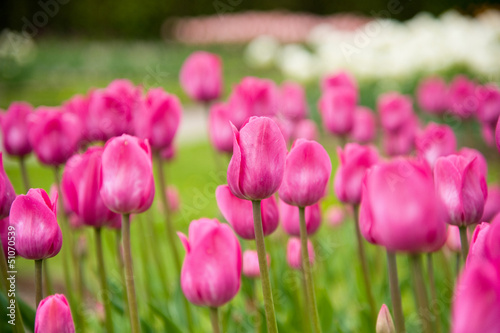 Pink tulips