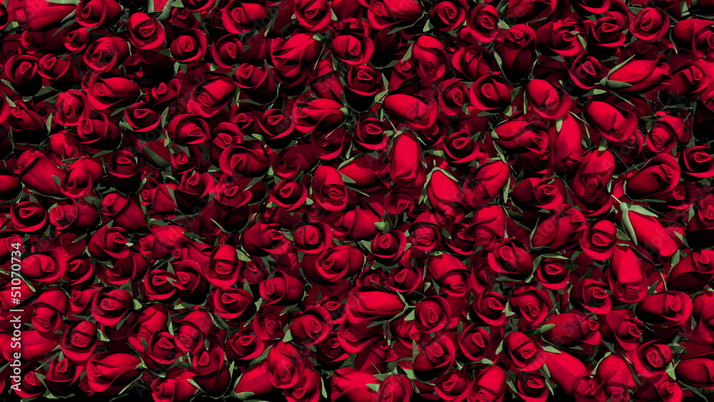 Red Roses Transition Red Roses Transition