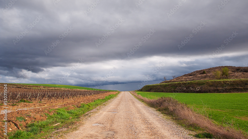 rural road between green fields and vineyards