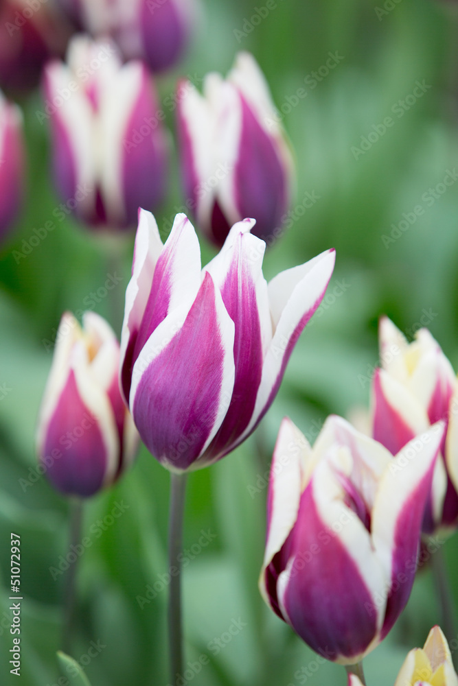 Purple Flowers