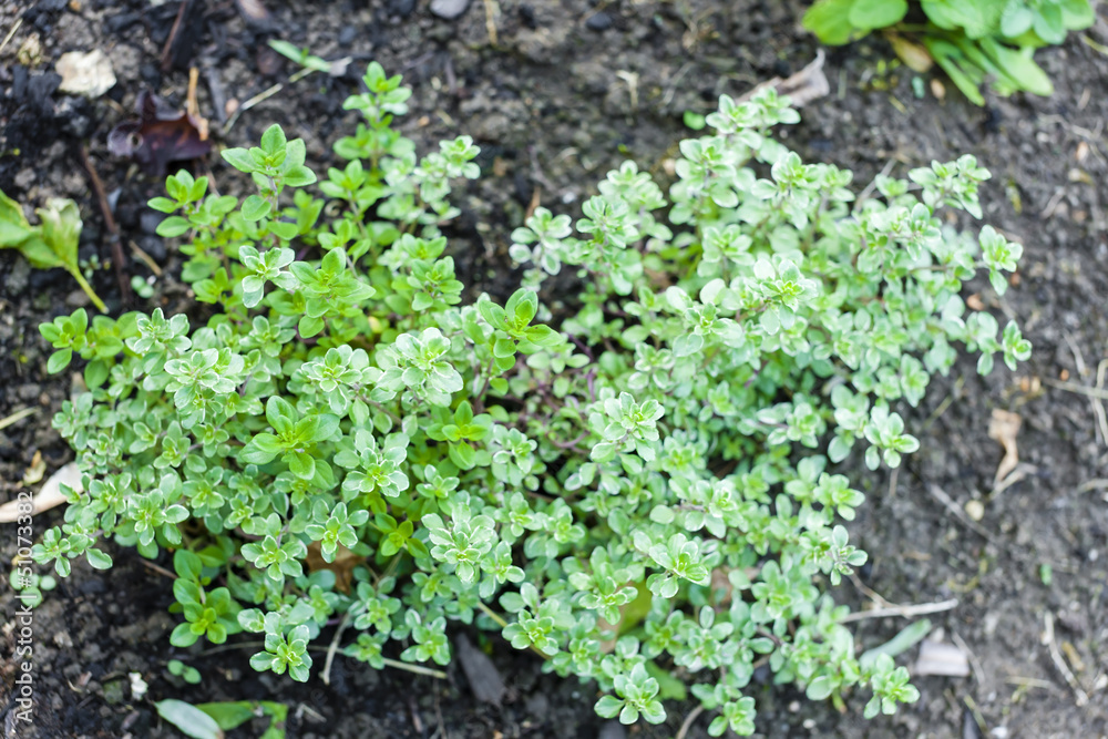 herbs in garden - thyme herbs in garden - thyme