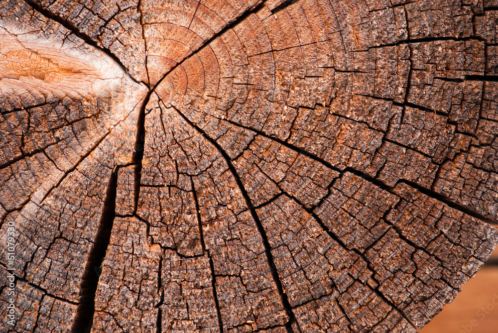 wood texture wood texture