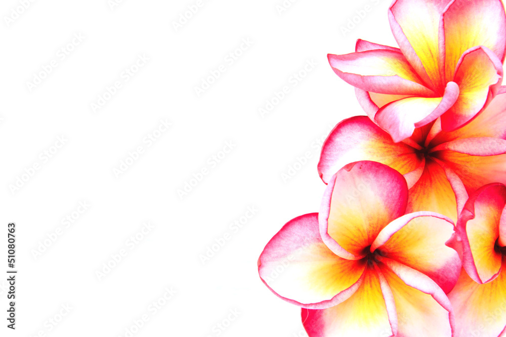 Fototapeta premium Plumeria flowers isolated on white