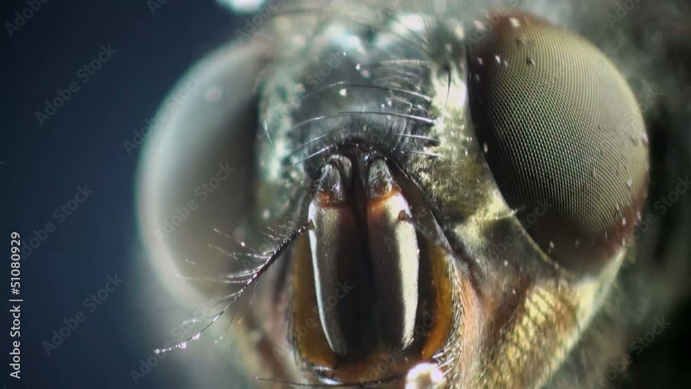 macro Housefly in amazing detail