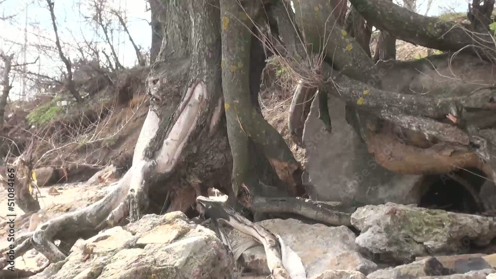 Interlacing roots of the tree Interlacing roots of the tree