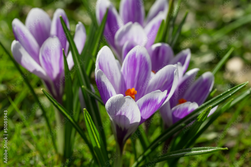 Crocus flower closeup Crocus flower closeup
