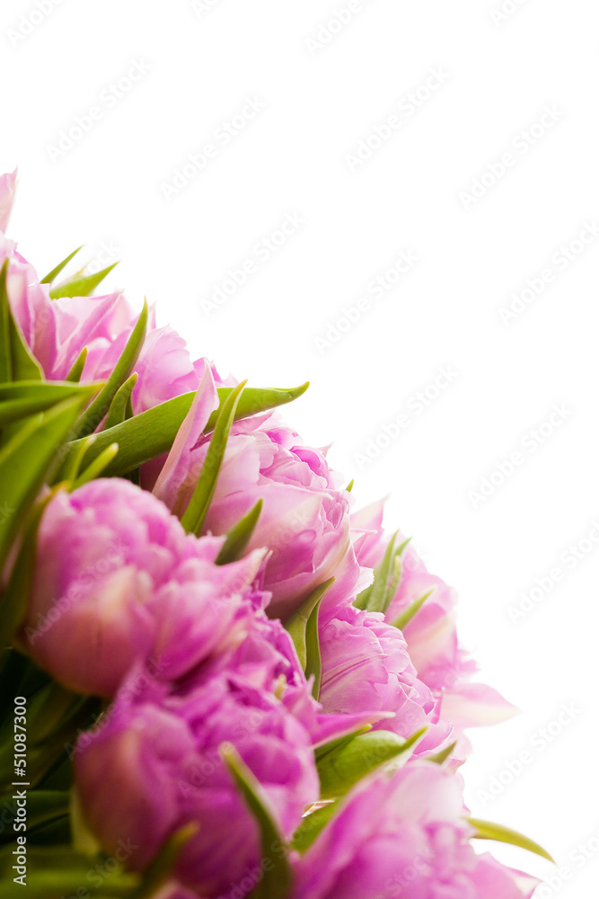 Obraz premium Beautiful purple tulips 