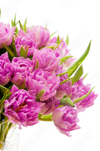 Beautiful purple tulips 