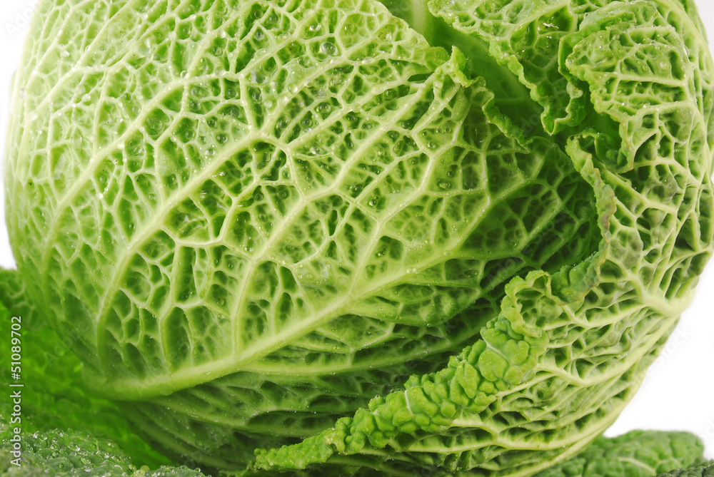 Fototapeta premium savoy cabbage