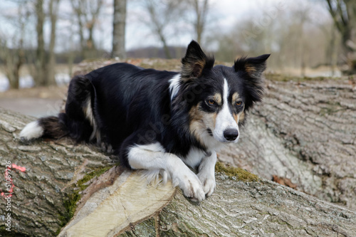 Bordercollie photo
