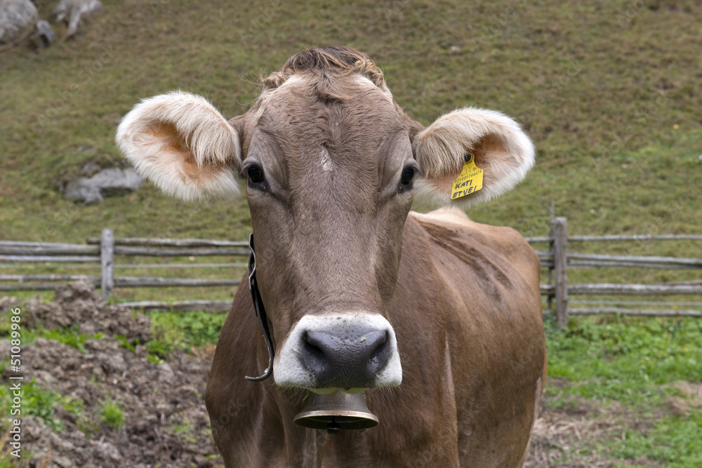 Cow in the italian alps