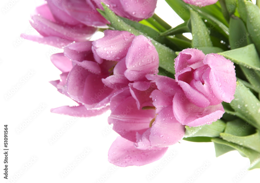 Beautiful bouquet of purple tulips, isolated on white Beautiful bouquet of purple tulips, isolated on white