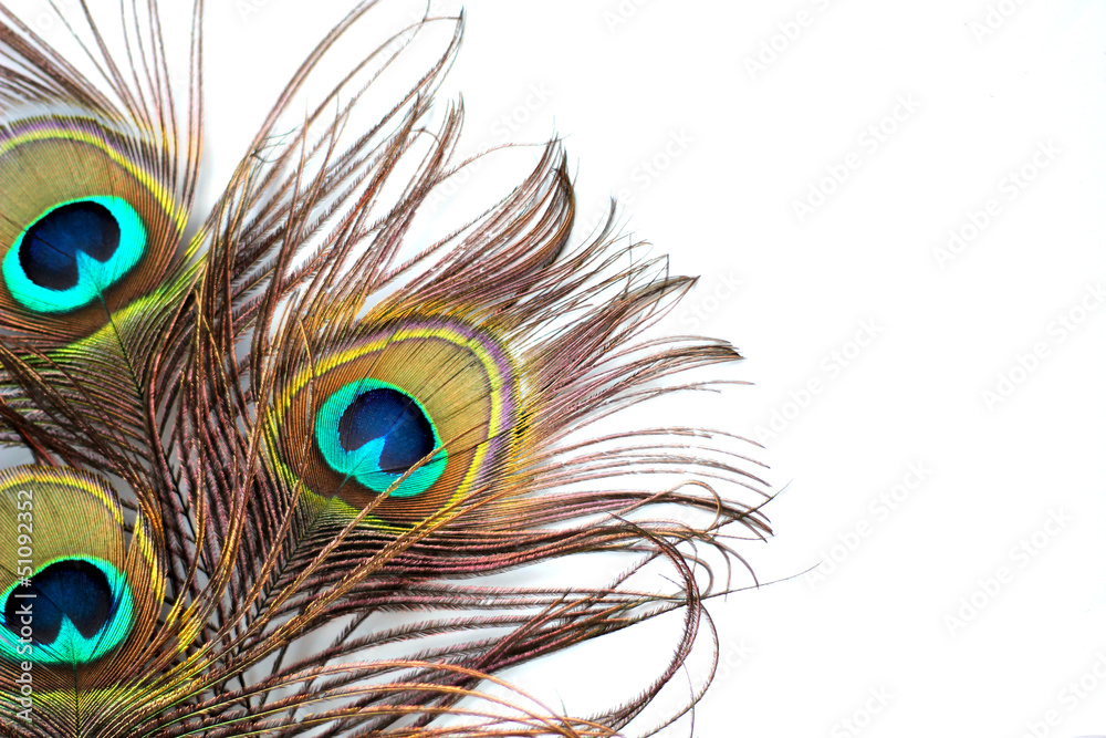 Naklejka premium Peacock feathers