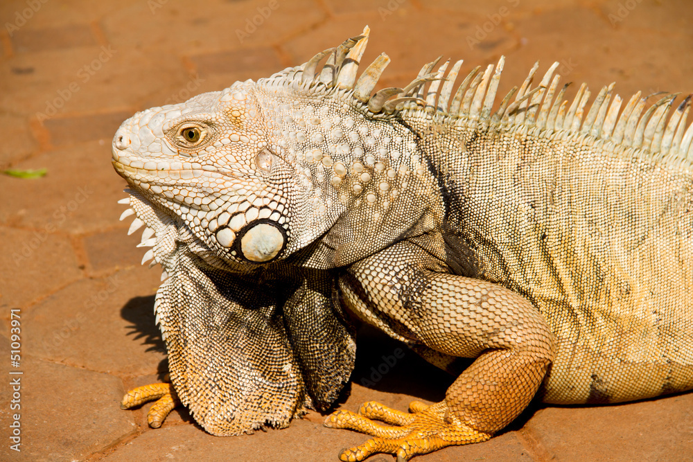Fototapeta premium Iguana