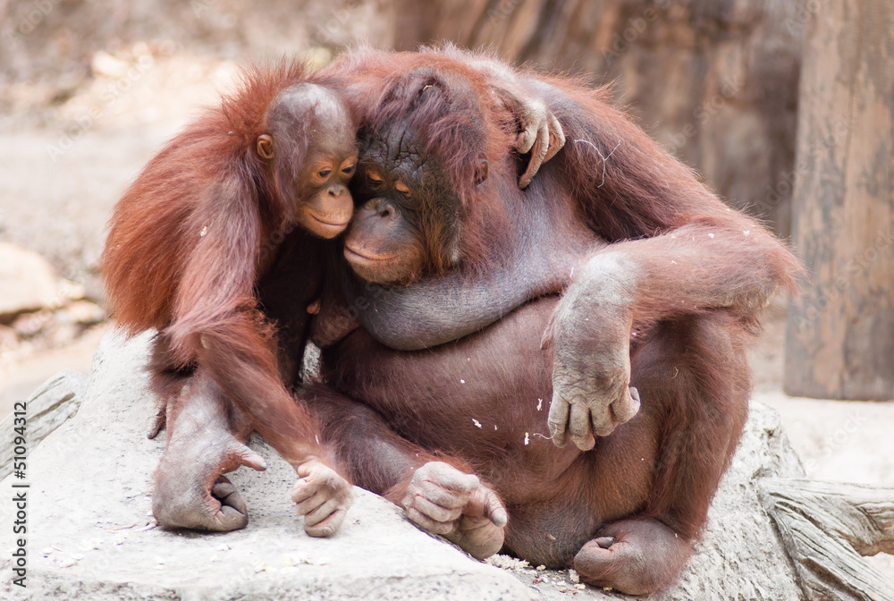 Fototapeta premium Mother and baby orangutans