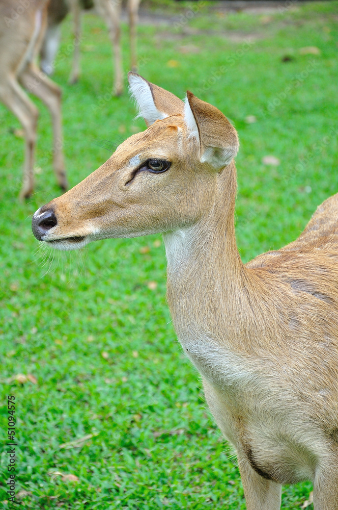 Deer (brow-antlered)