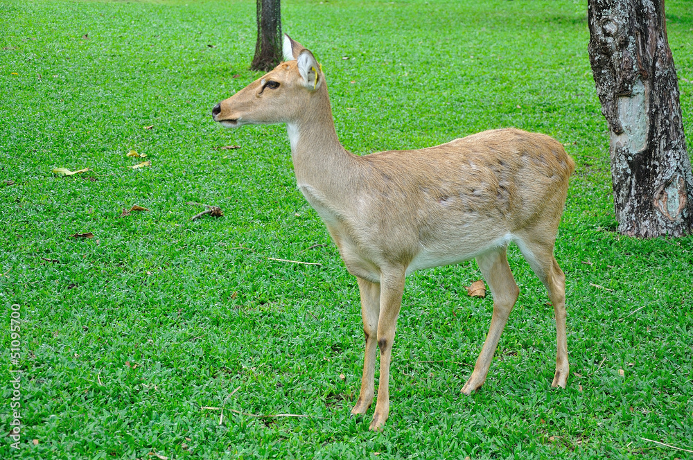 Deer (brow-antlered) Deer (brow-antlered)