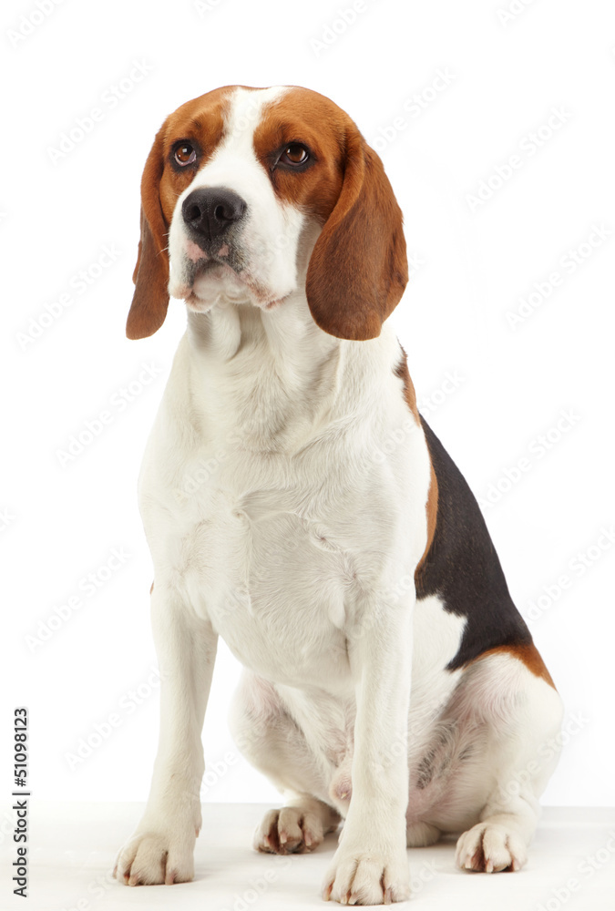 sitting beagle dog