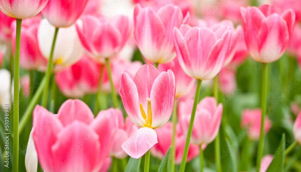 flower flower