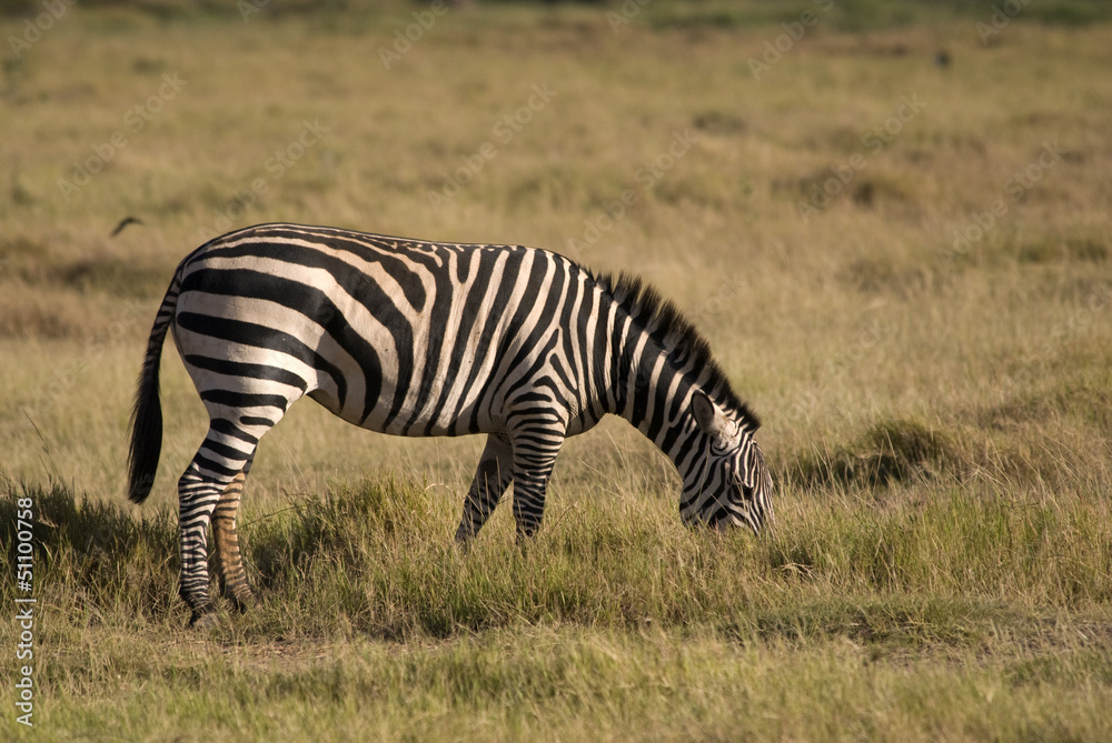 Zebra