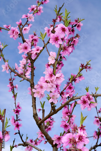 Peach blossoms in springtime