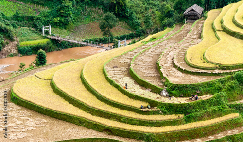 Terraced fields being harvested  Mu Cang Chai district  Yen Bai