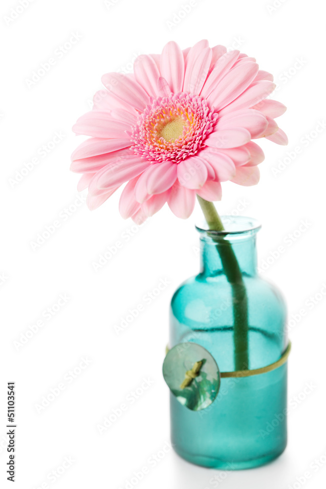 Pink gerbera in green bottle on white