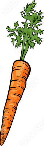 carrot root vegetable cartoon illustration