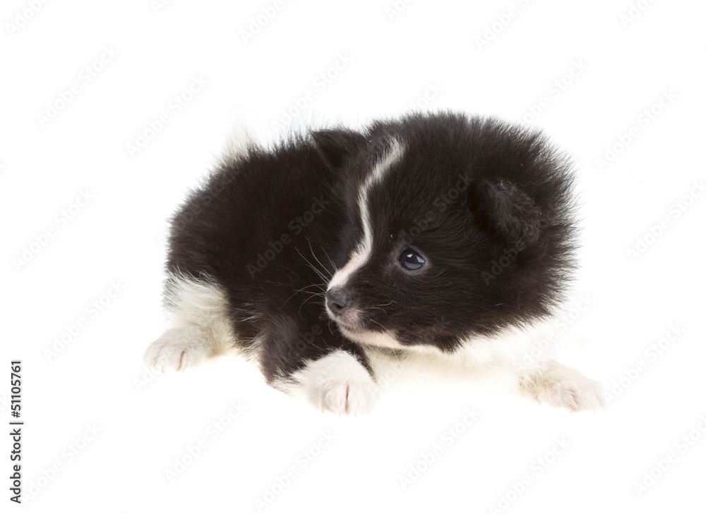 Obraz premium Portrait of pomeranian spitz