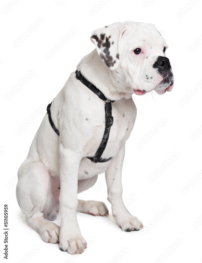Junger Boxer Hund (Albino) Stock-Foto | Adobe Stock