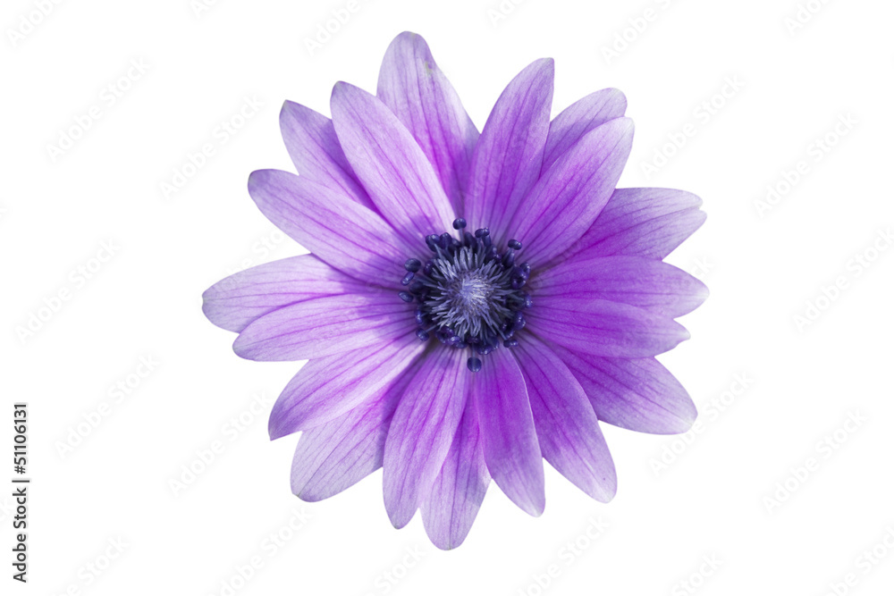 marguerite violette Photos | Adobe Stock