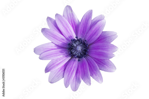 marguerite violette