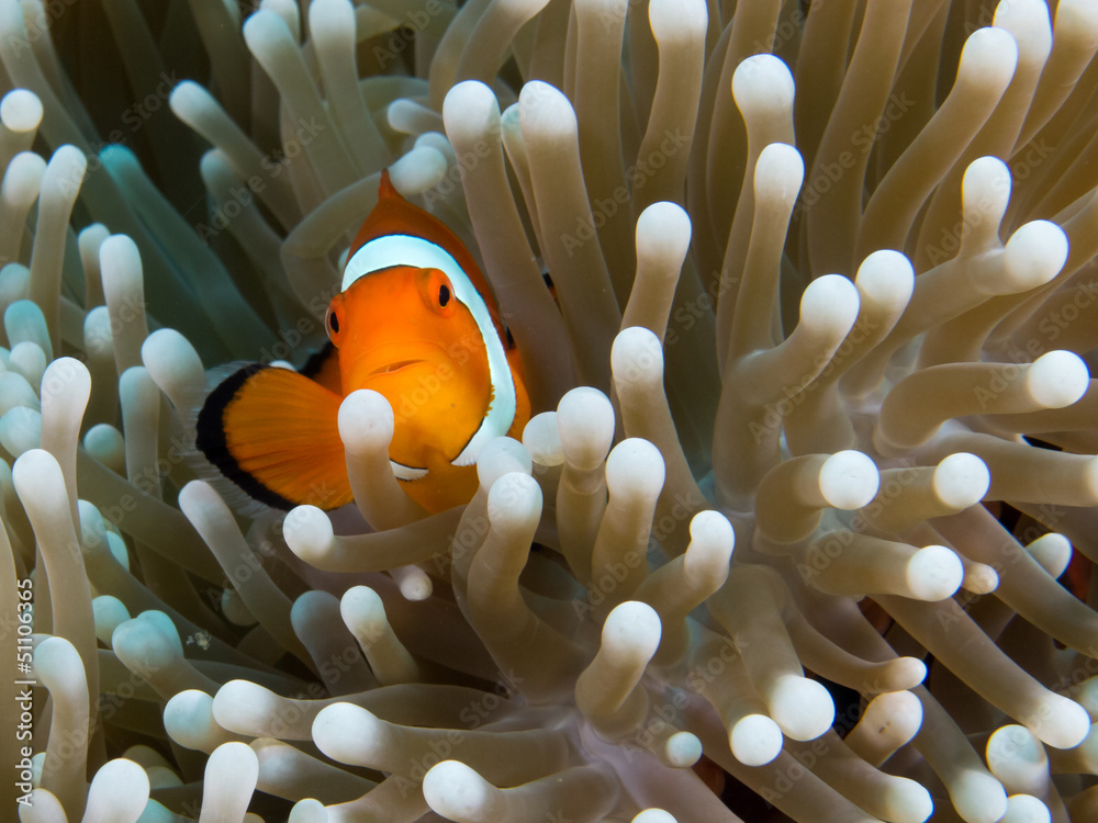 anemone fish anemone fish