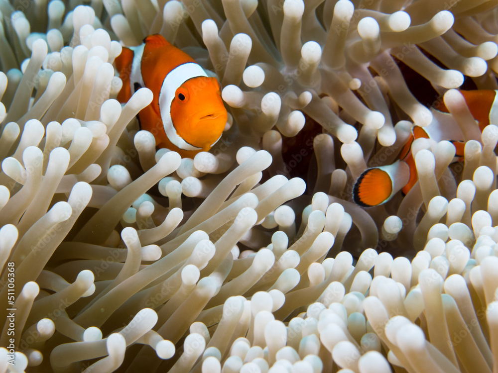 clown fish clown fish