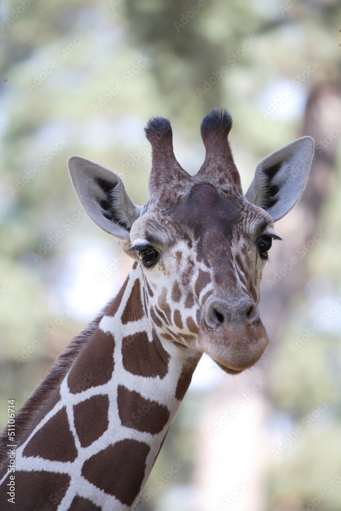 Fototapeta premium Giraffe