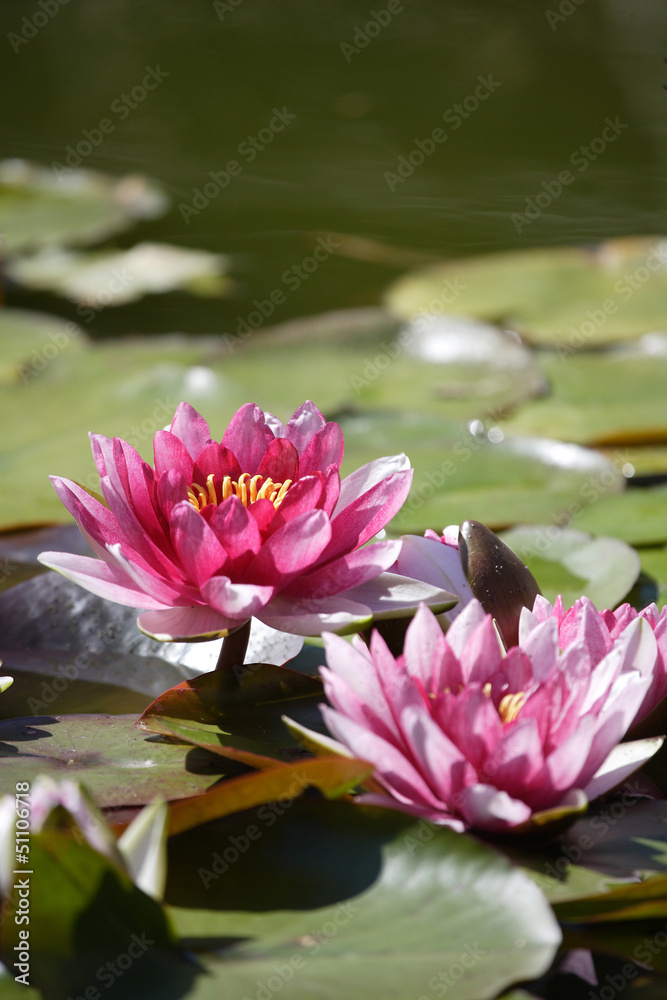 Pink lotus flowers