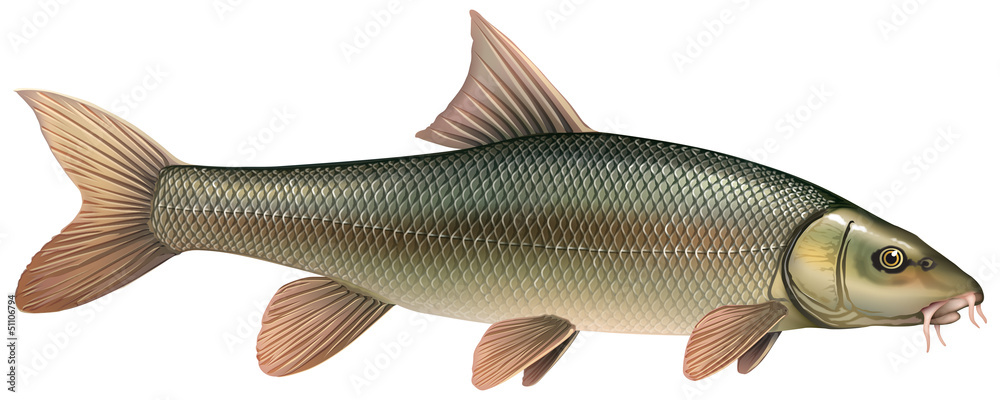 Naklejka premium Poissons - Barbeau