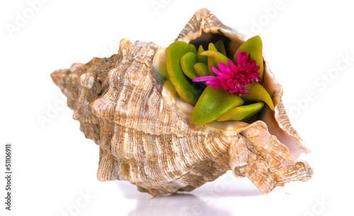 sea cockleshell with a flower