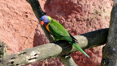 Allfarblori Rainbow Lory photo