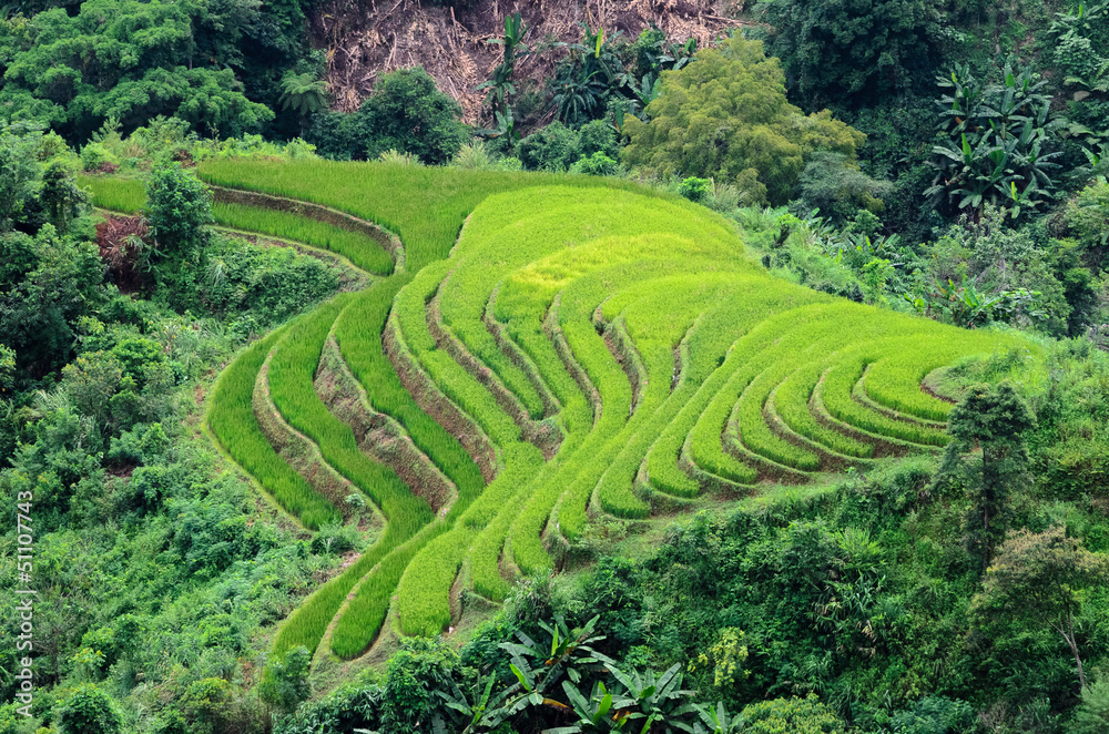 Hoang Su Phi terraced fields, Ha Giang province, Vietnam