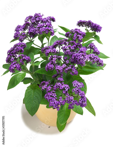 Heliotropium in a pot on white background photo