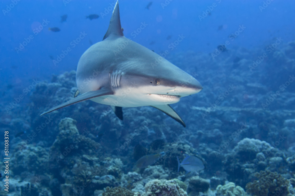 Fototapeta premium A grey shark jaws ready to attack underwater close up portrait