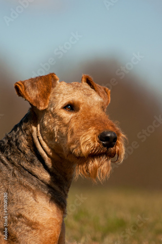 Airedale Terrier photo