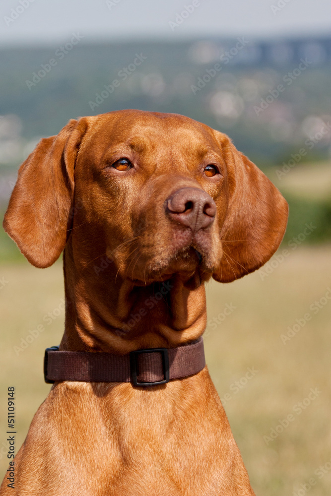 Magyar Vizsla
