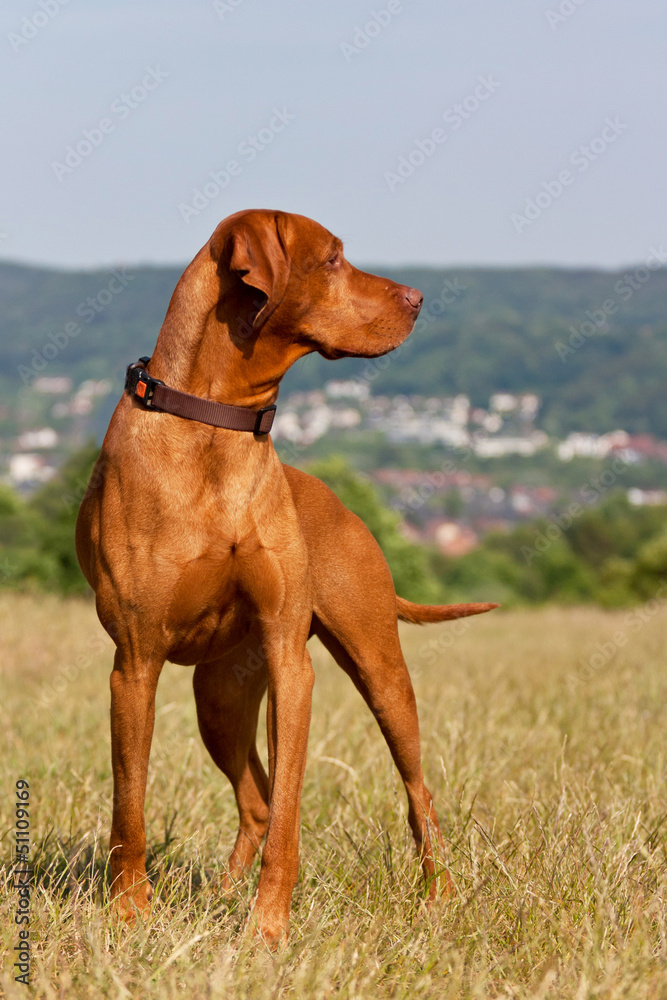 Magyar Vizsla