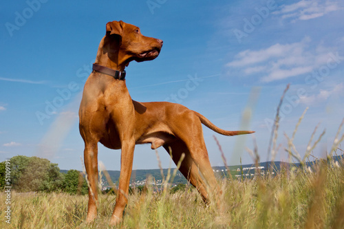 Magyar Vizsla