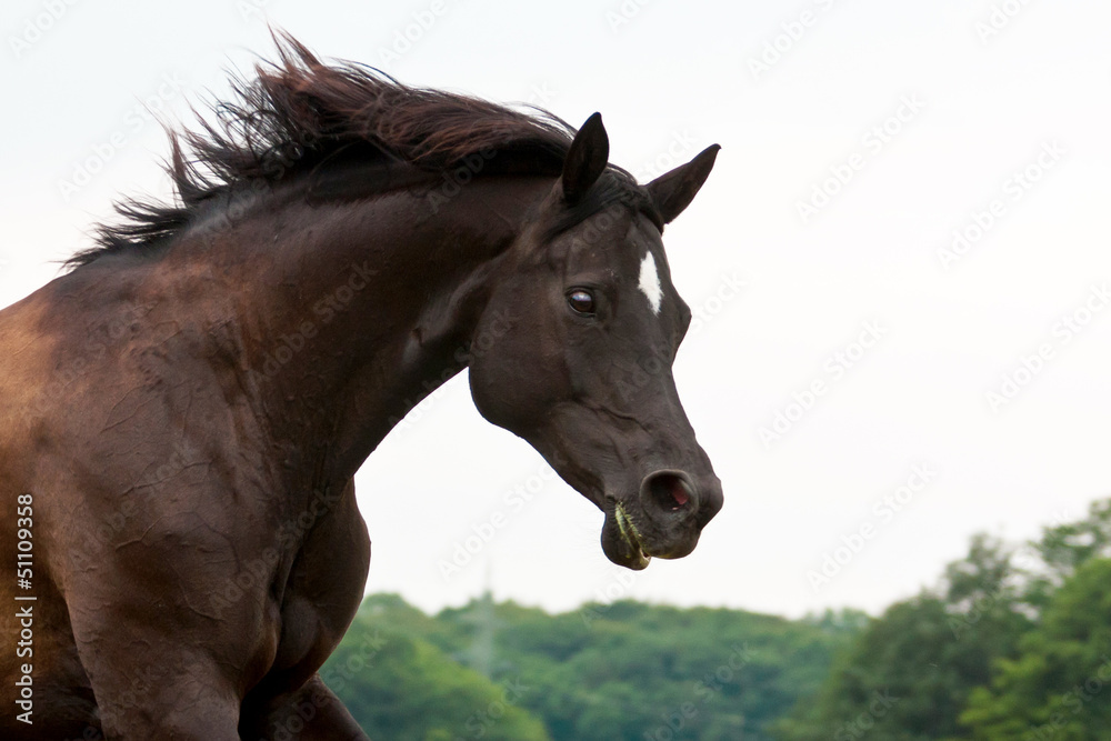 Trakehner Stute Trakehner Stute