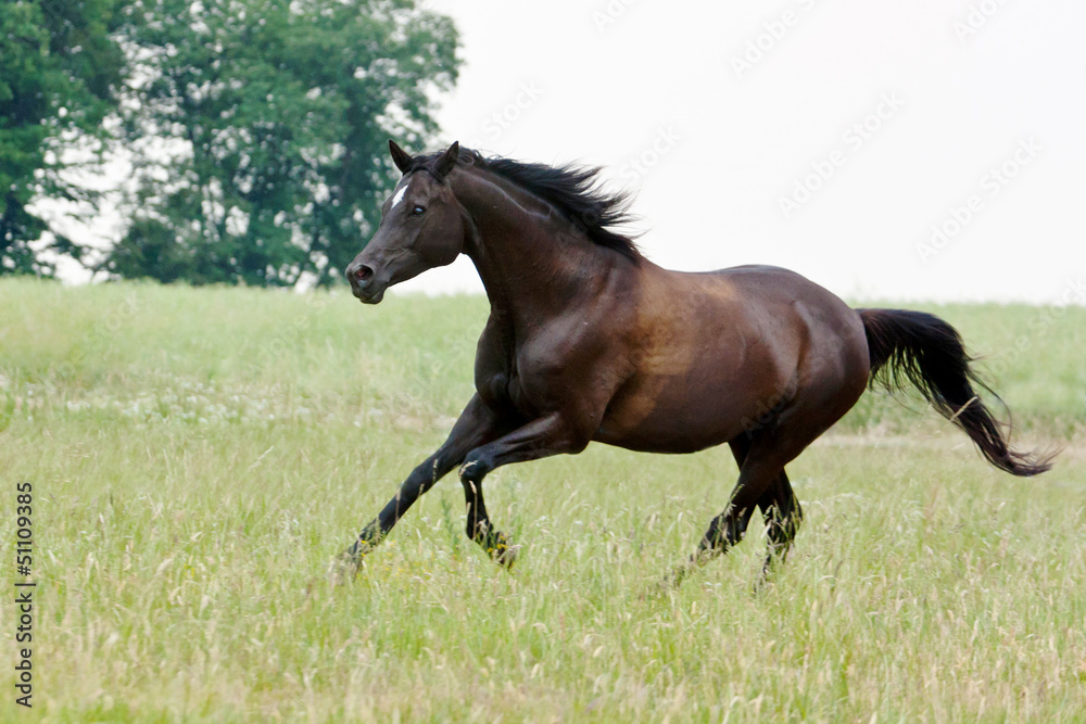 Trakehner Stute Trakehner Stute