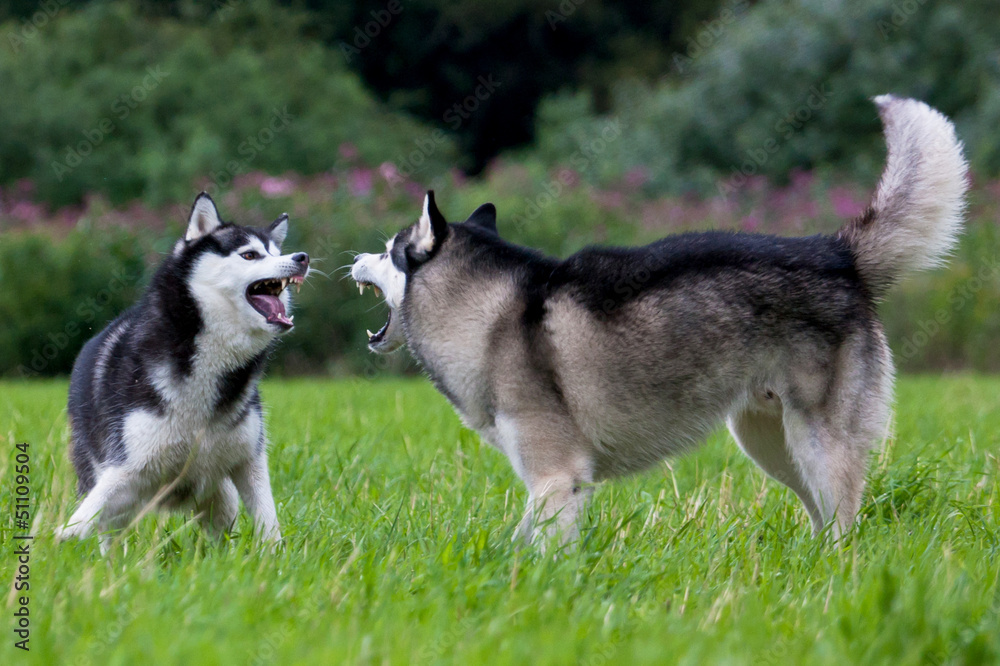 Siberian Husky Paar